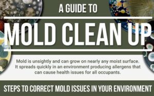 A Guide to Mold Cleanup