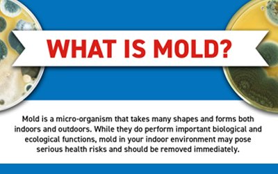 What is Mold? - An infographic by Disaster Restoration Singapore