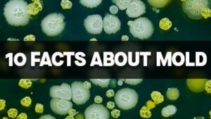 10 Facts About Mold