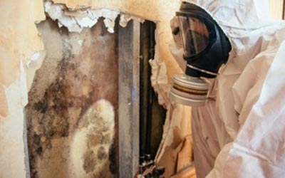 Mold Removal