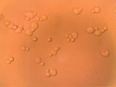 Spores