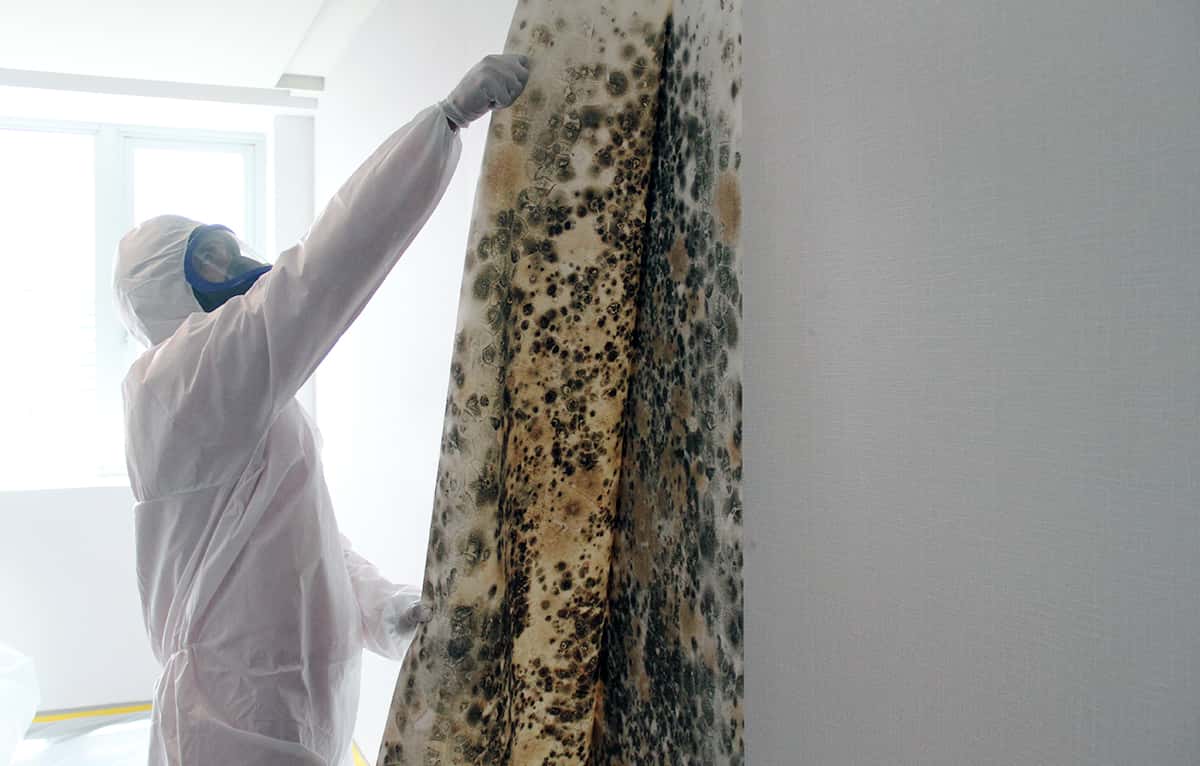 Mold Remediation: How to Get Rid of Mold - Big Red Singapore