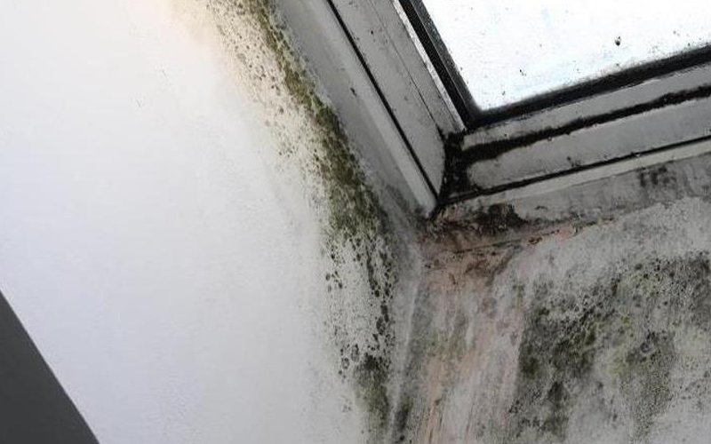 Windows Mold Growth