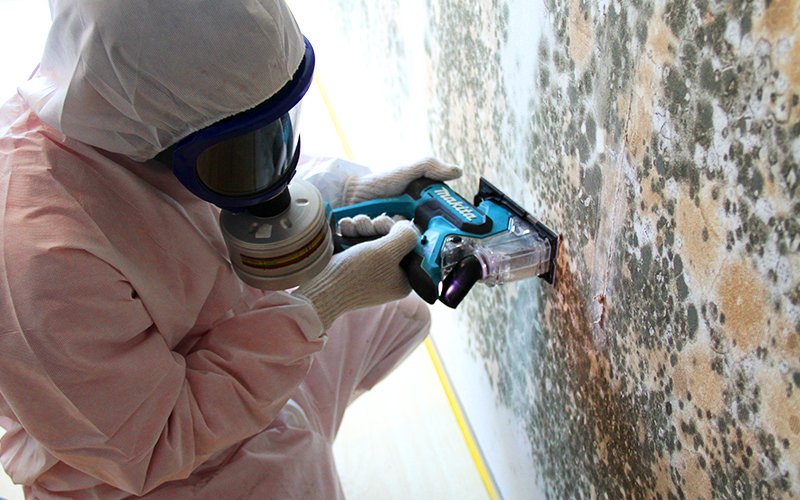 Mold Removal Service - Commercial