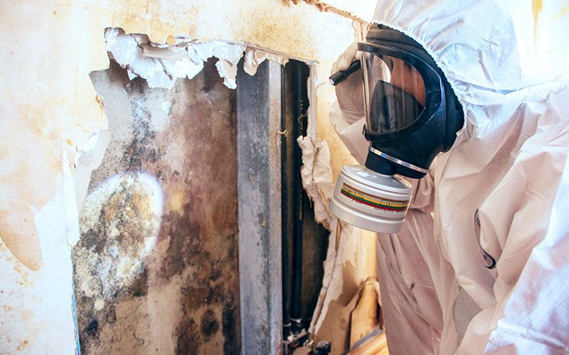 Mold Cleanup