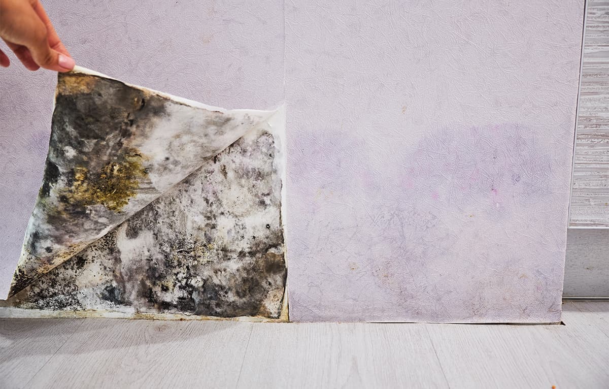 How to Manage Mold and Water Problems in a Building