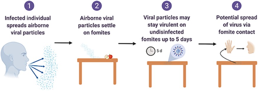 how fomites help spread bacteria and virus