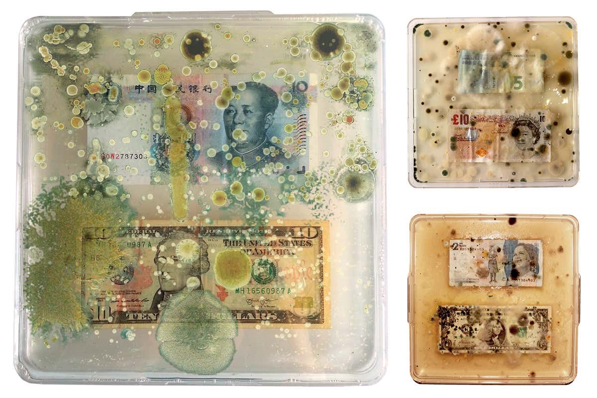 Test conducted on wallet and paper bills to determine presence of yeast, mold and bacteria