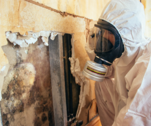 Mold Matters – The Importance of Professional Mold Remediation