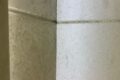 infestation-of-mold-in-office-environment