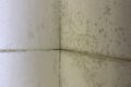 mold-infested-office-singapore-after-circuit-breaker