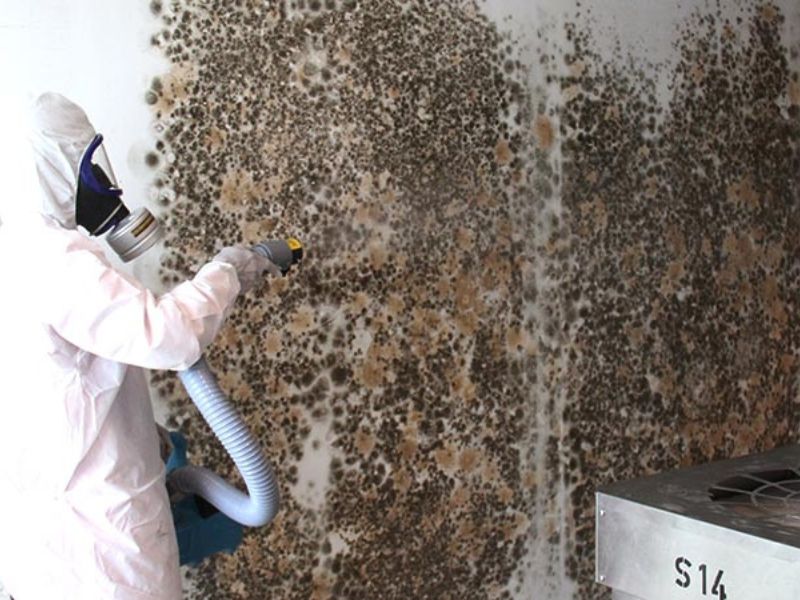 Big Red Mold Remediation Expert Bio-fogging Mold Infested Wall