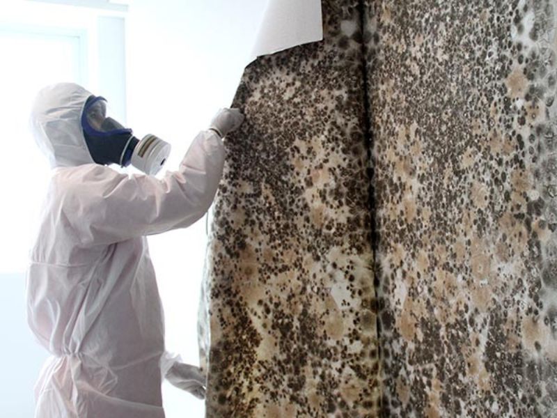 Our mold expert revealing a wallpaper infested with mold inside