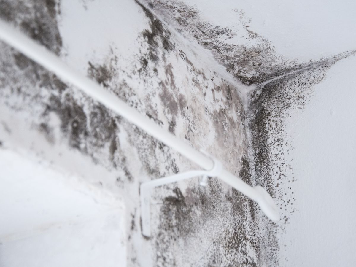 black mold caused by water damage