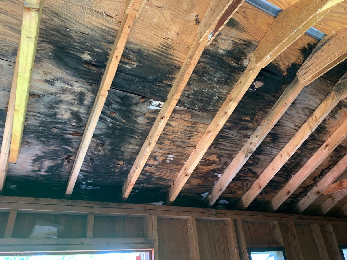Black Mold infested wood construction of house