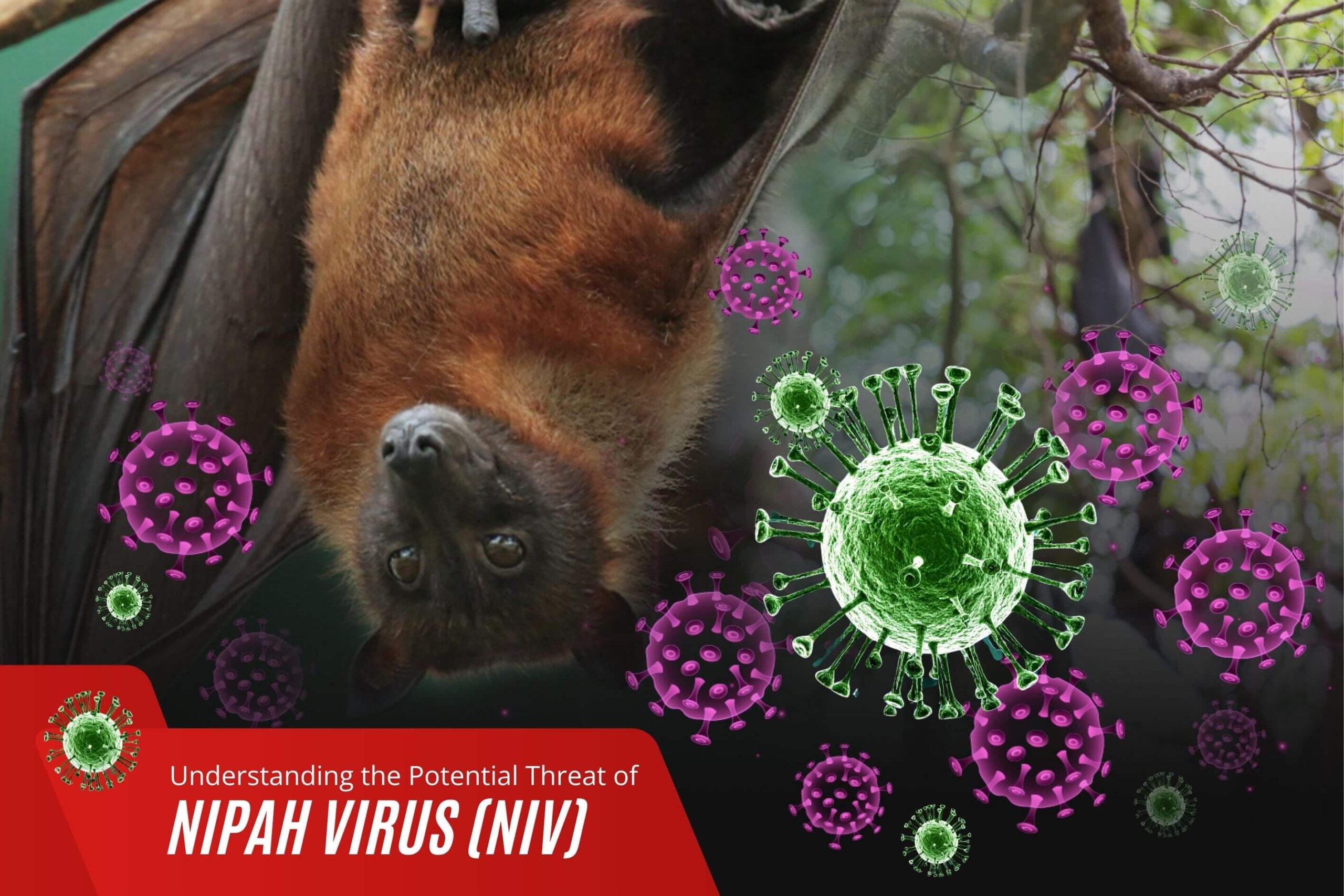 Understanding the Potential Threat of Nipah Virus (NiV)