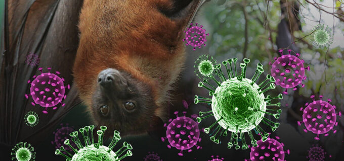 Is Singapore at Risk? Understanding the Potential Threat of Nipah Virus (NiV)