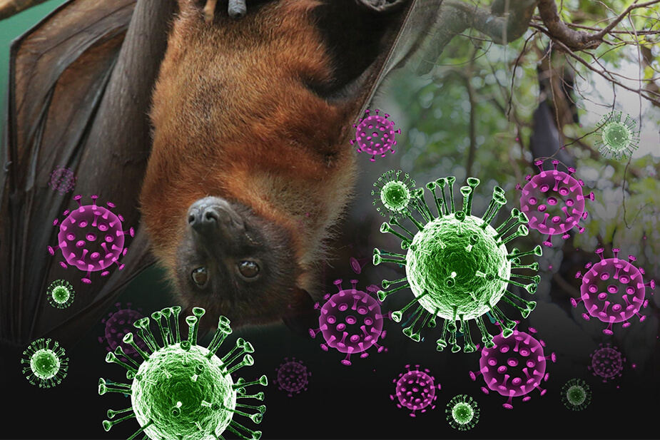 Is Singapore at Risk? Understanding the Potential Threat of Nipah Virus (NiV)