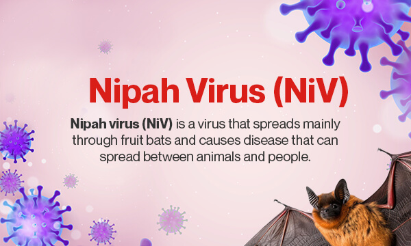 What Is Nipah Virus (NiV)