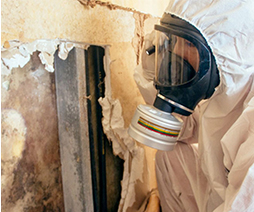 Professional mold remediation service in Singapore